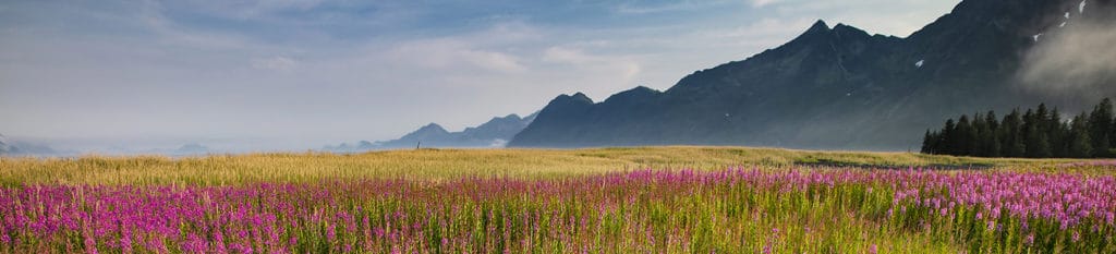 Fireweed and Mountains