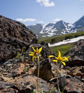 Flowers, Mountains and Tundra